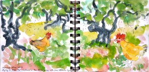 Trying to sketch the chickens with sun lotion in my eyes!