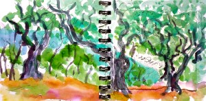 Looking down over Kerasia beach from the olive grove.