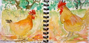 Big chickens. Little olive trees.