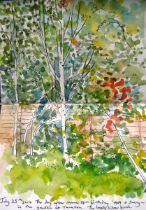 The silver birches in the corner of mums garden. Sketched this time last year.