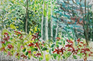 The Bee Balm patch, spot the humming bird!